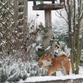 Hoshi janvier 09