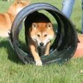agility maison