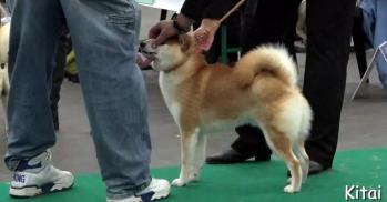 eurodogshow-2015 shiba kitai