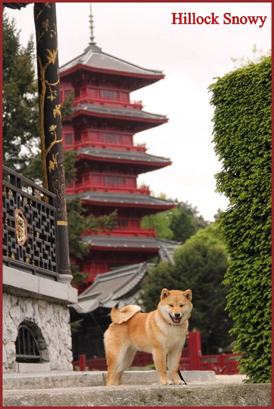 Shiba Masaru Tour japonaise