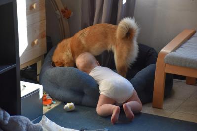 le shiba et l'enfant