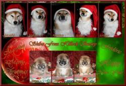 shiba de noel