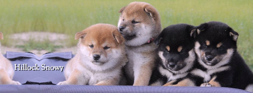 Shiba inu socialisation