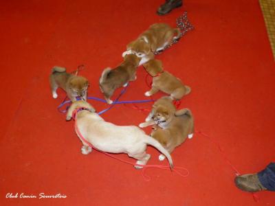 socialisation des chiots shiba