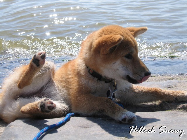 Shiba en Balade