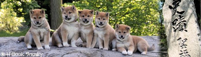 shiba inu elevage chiot hillock snowy