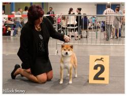 dog show luxembourg