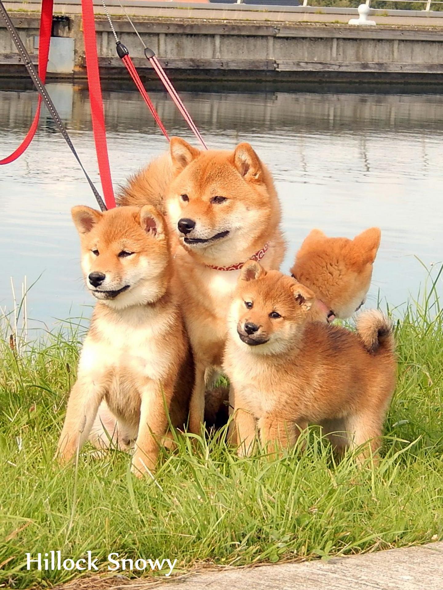 Famille shiba en balade