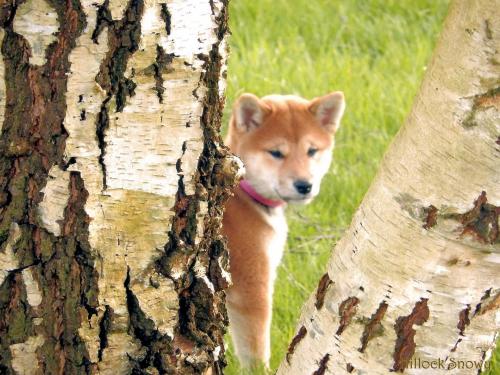 élevage shiba inu belgique