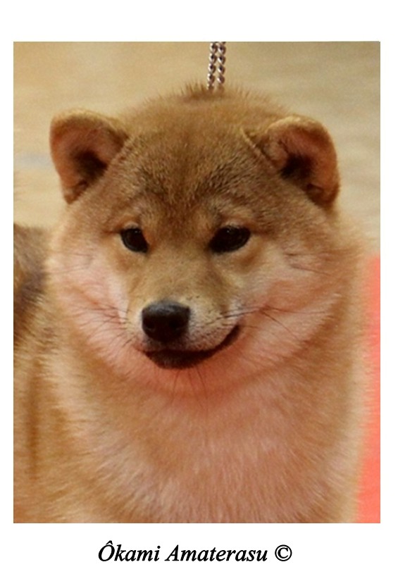 Shiba Ôkami Amaterasu