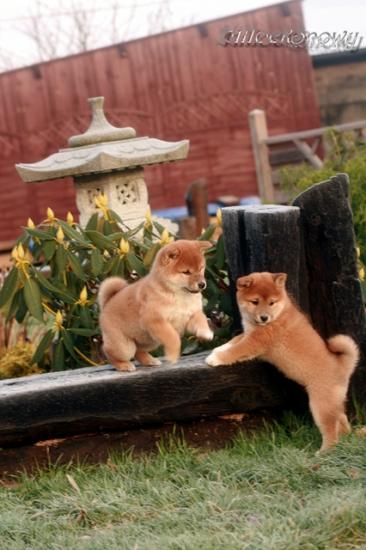 Japan Shiba Inu Dog