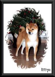 Ikkyu shiba de Noel 2011