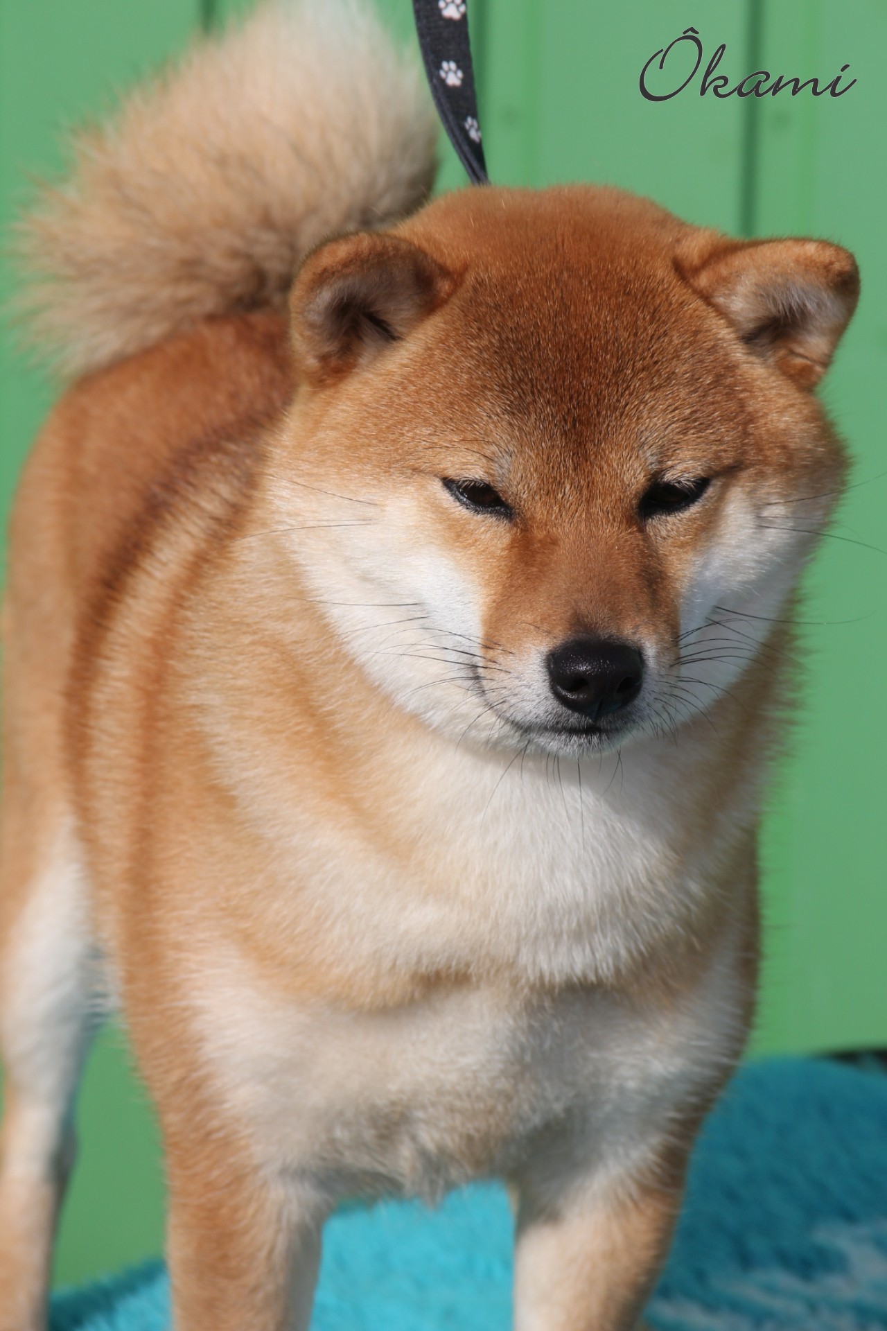 Shiba inu Gotonoka Ôkami Amaterasu