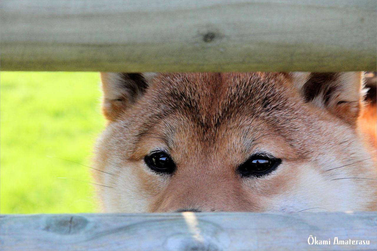 shiba inu Ôkami