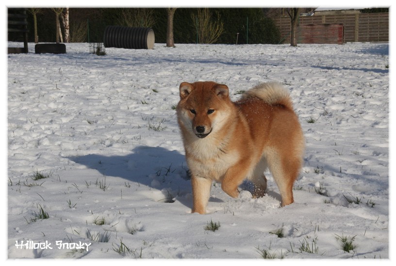 shiba neige