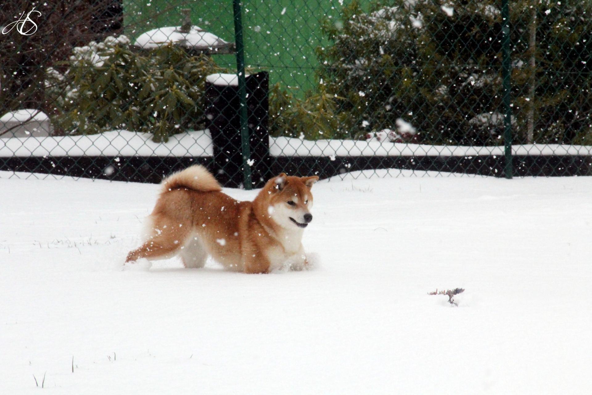 Shiba Ichigo Hime from Hillock Snowy