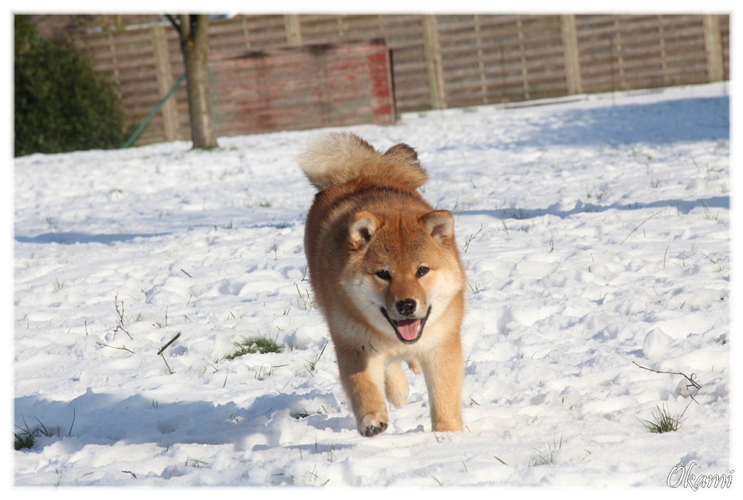 Shiba Inu Ôkami et la neige