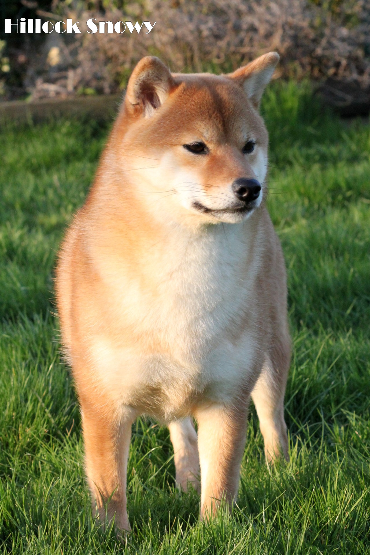 shiba inu belgique