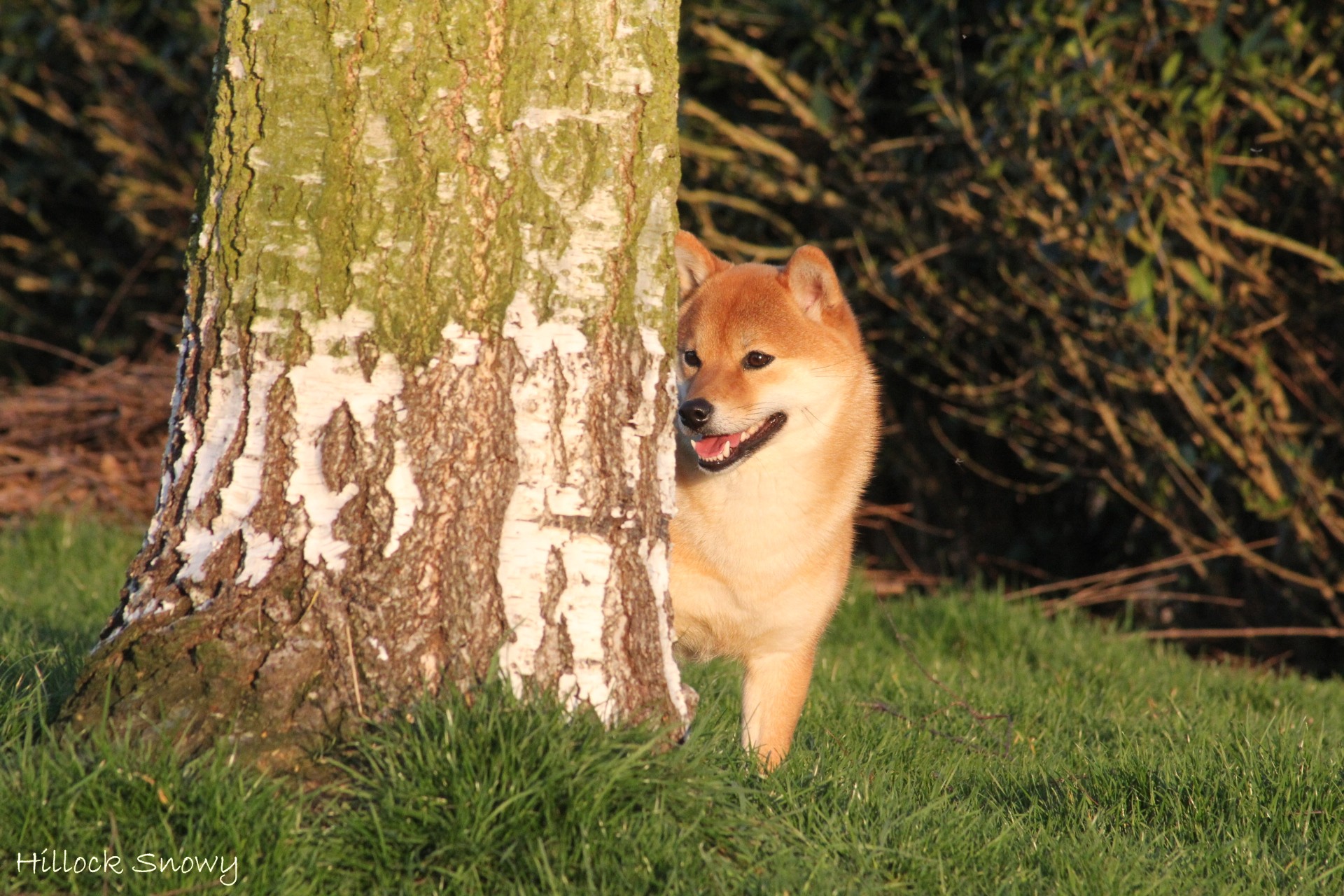 Shiba inu Ôkami