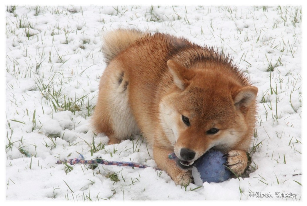 shiba inu Ôkami