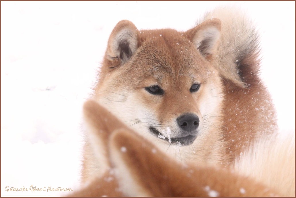 shiba inu neige