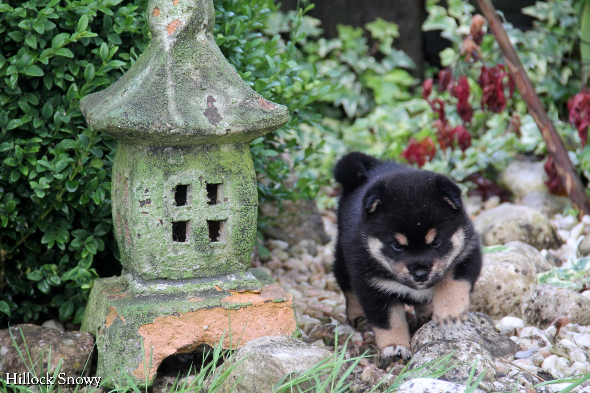 Black and tan shiba puppy