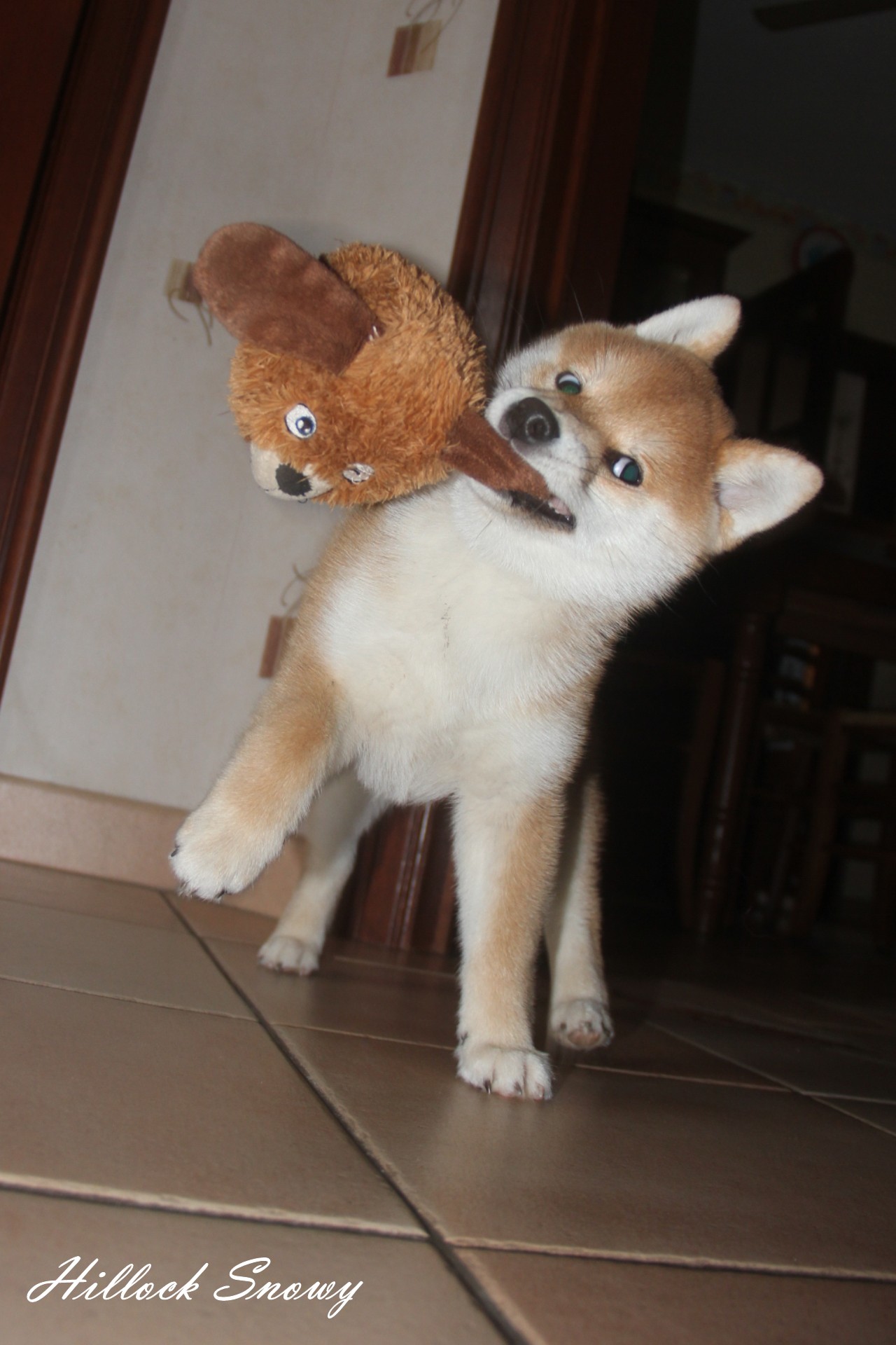 Shiba Nana Yume No Ichigo from Hillock Snowy
