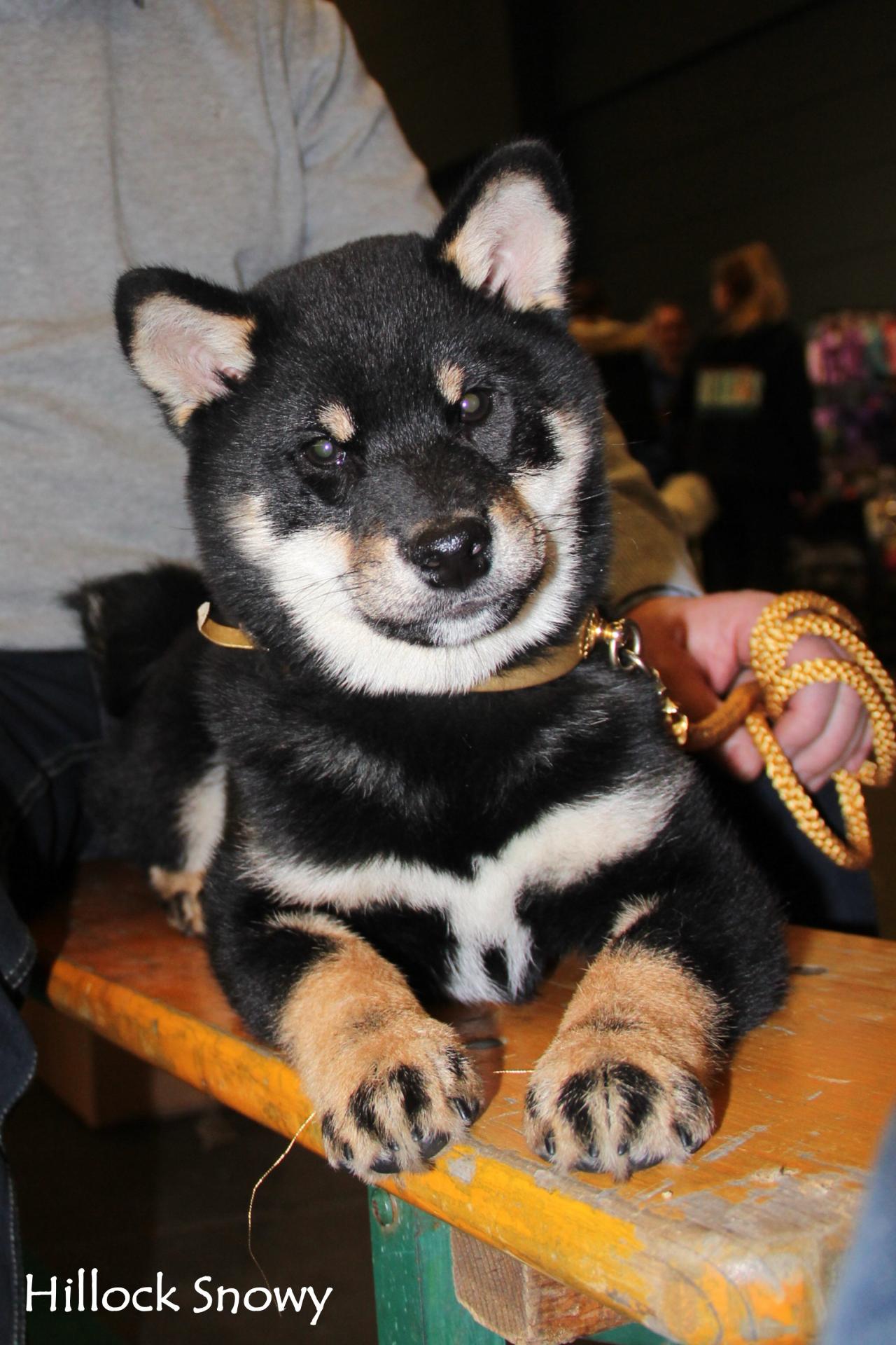 Shiba Kanji from Hillock Snowy