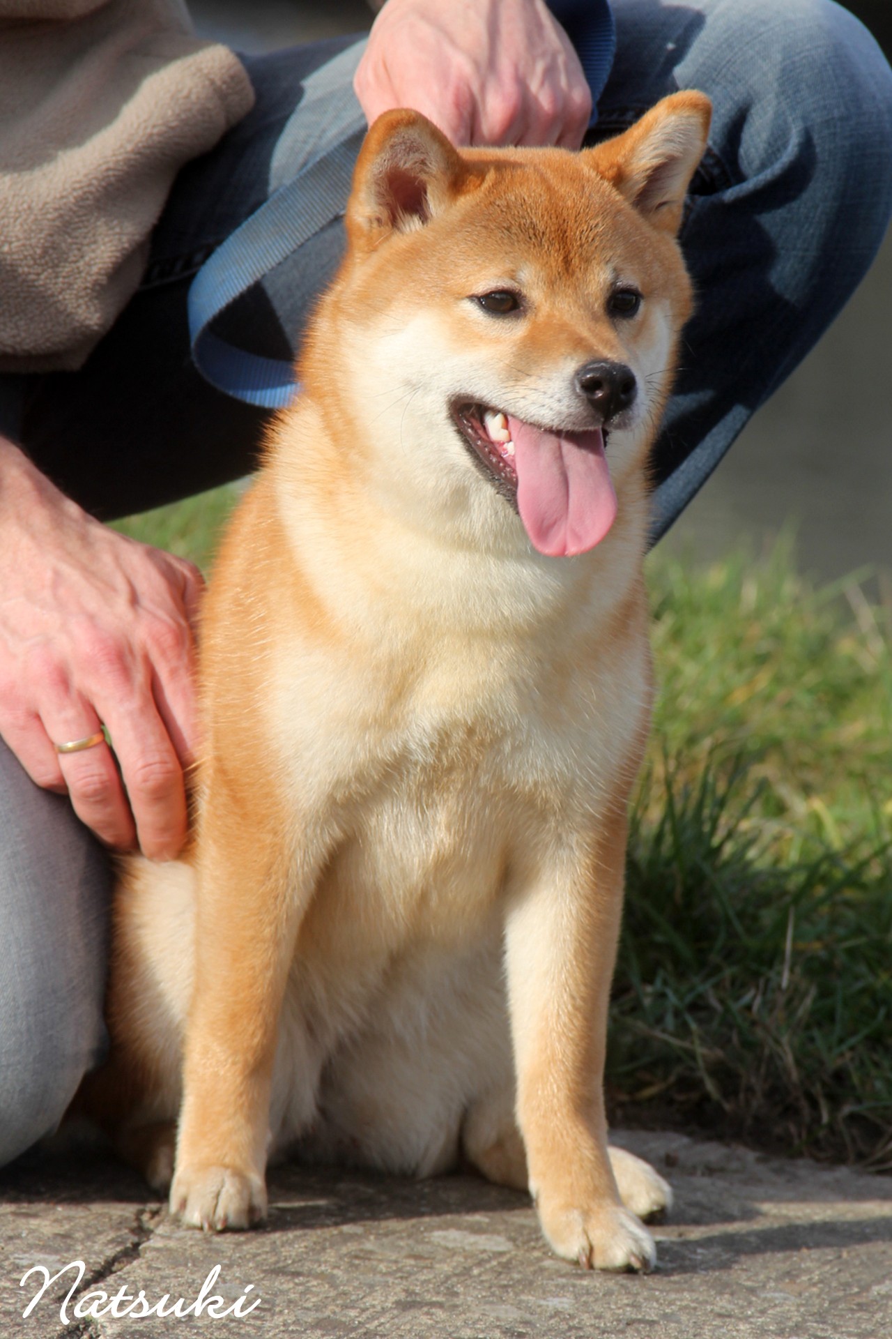 Shiba natsuki