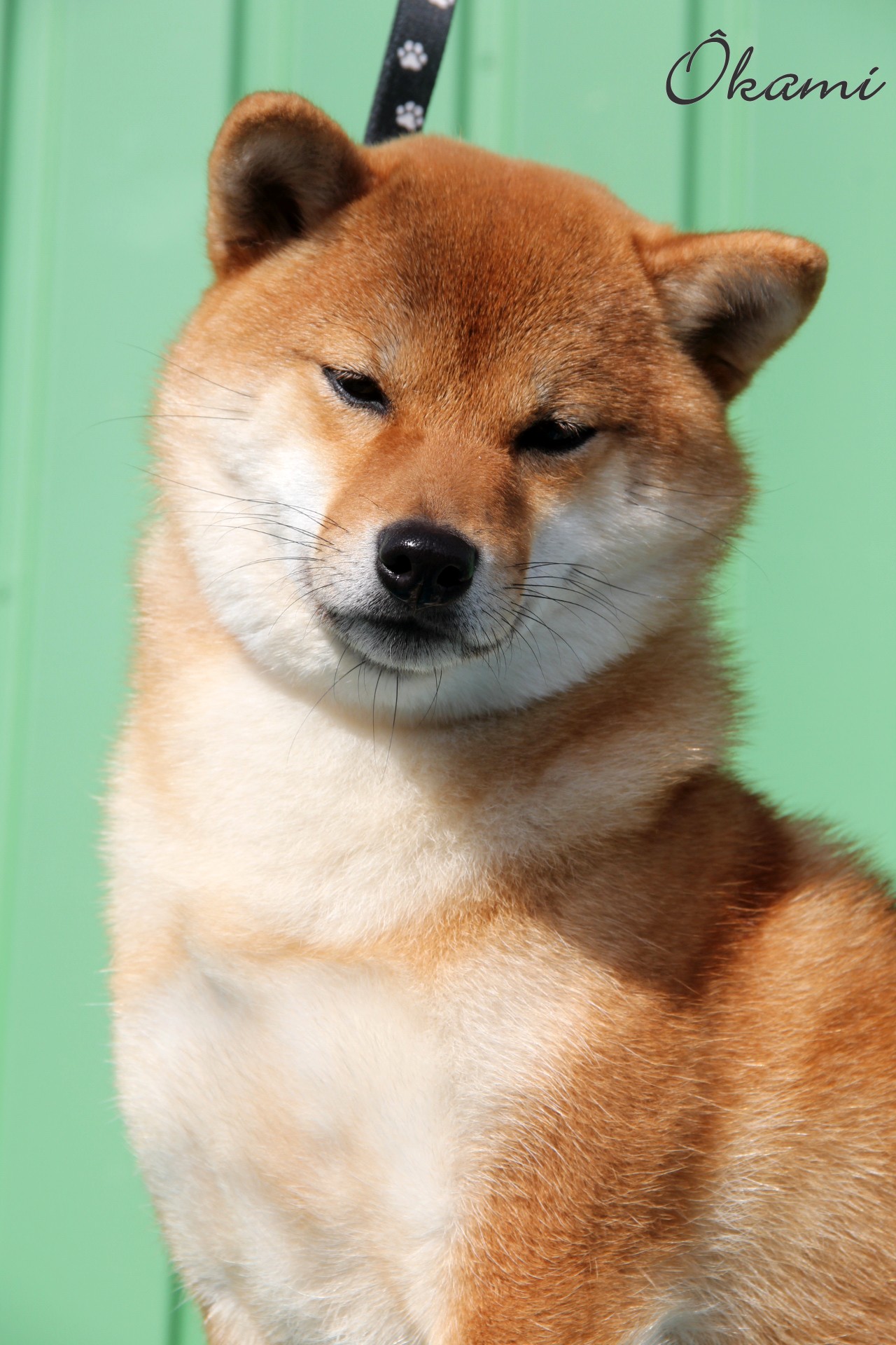 Shib Ôkami