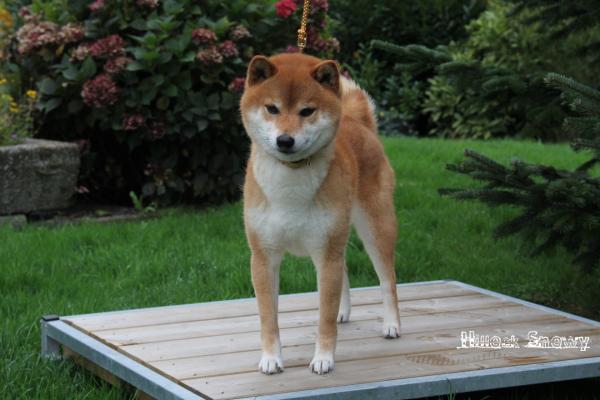shiba inu from hillock snowy elevage belgique