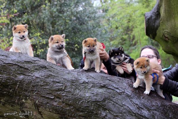 les chiots shiba from hillock snowy