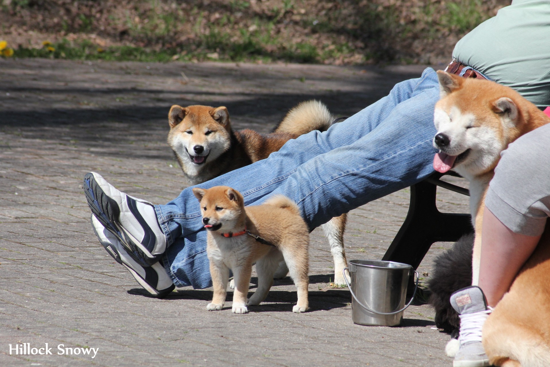 Shiba en balade
