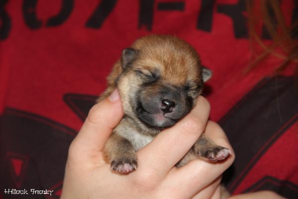 shiba inu puppy hillock snowy élevage belgique