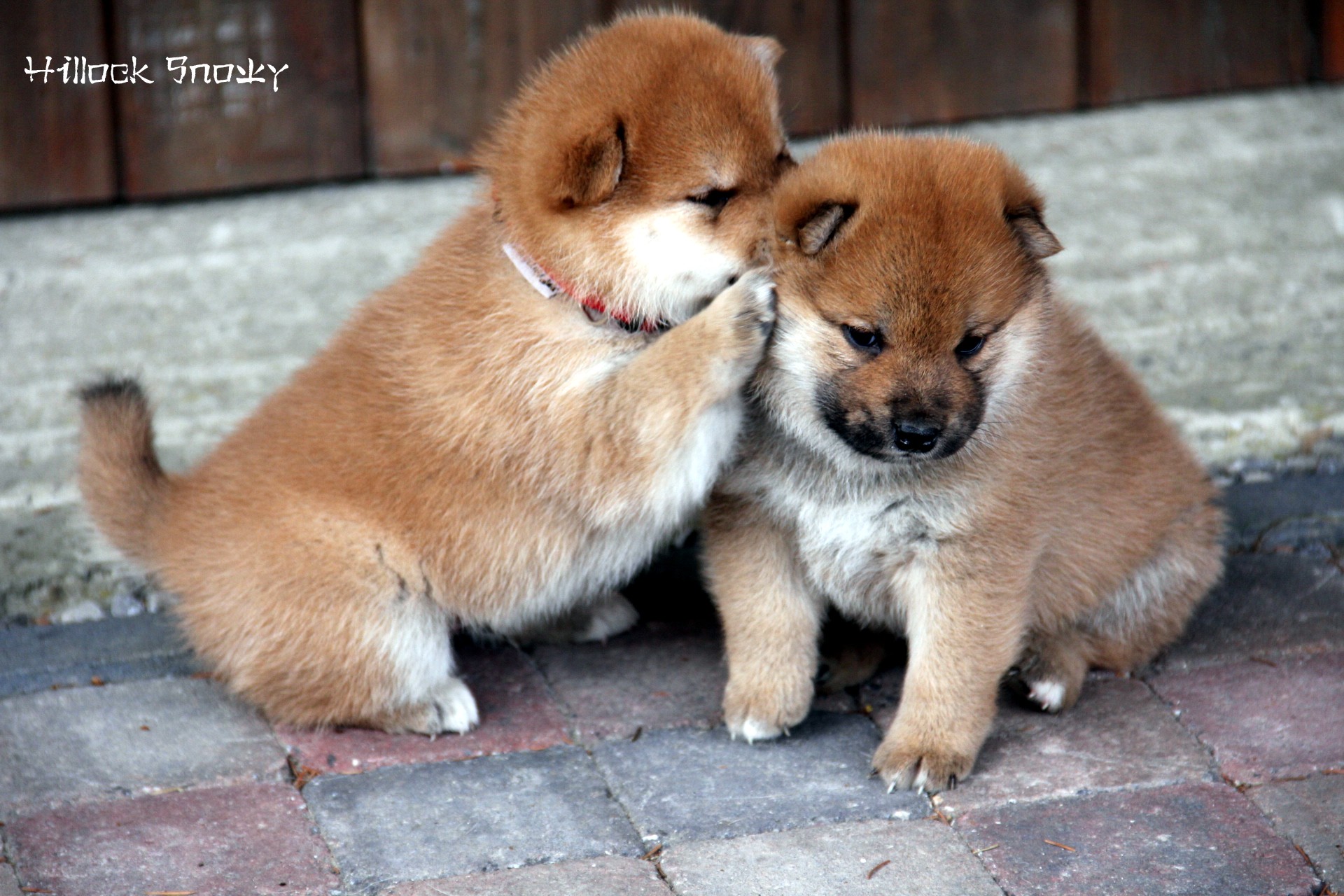 Les chiots shiba from Hillock Snowy