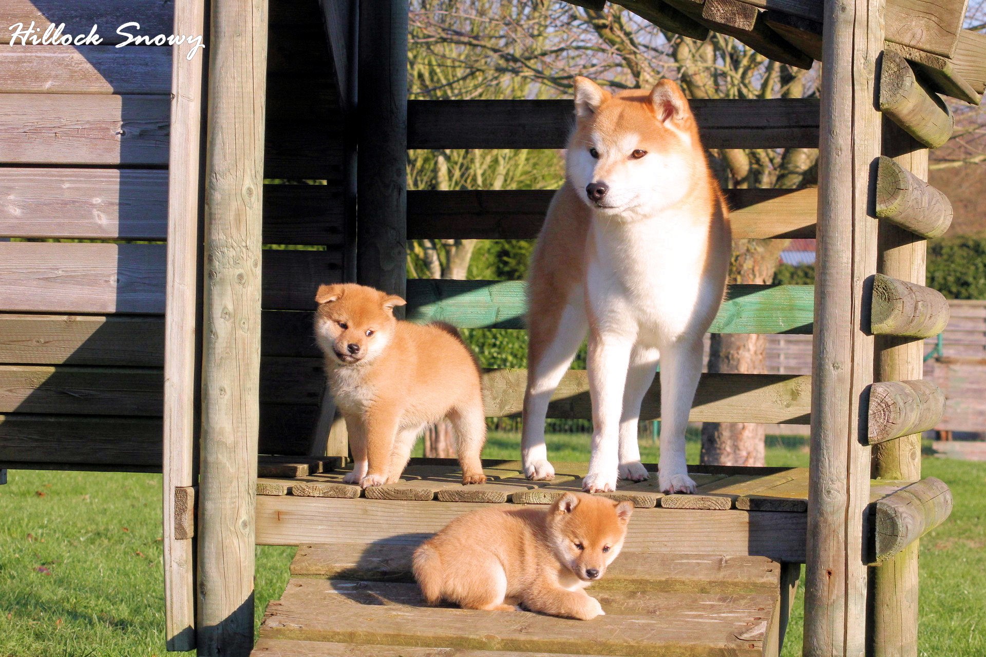 Shiba Inu from Hillock Snowy