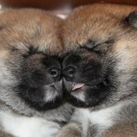 shiba puppy