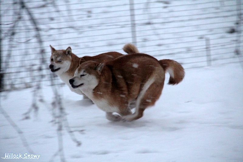 Les shiba et la neige