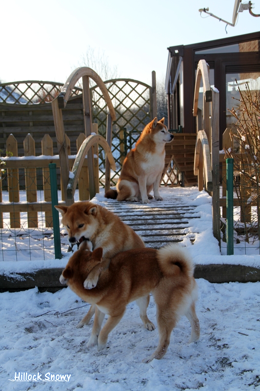 Les shiba et la neige