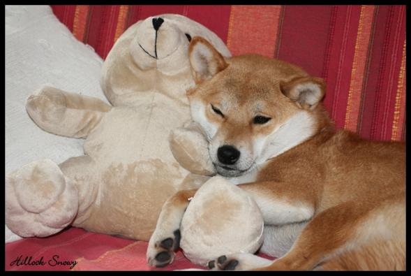 Shiba Inu Natsu élevage Belgique