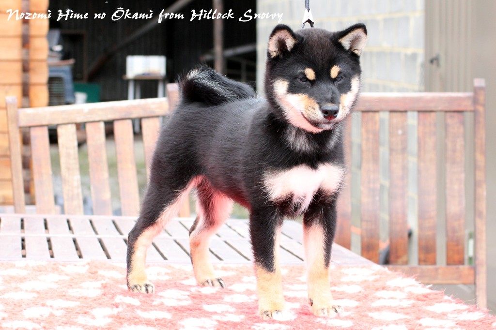 Shiba Nozomi Hime from Hillock Snowy