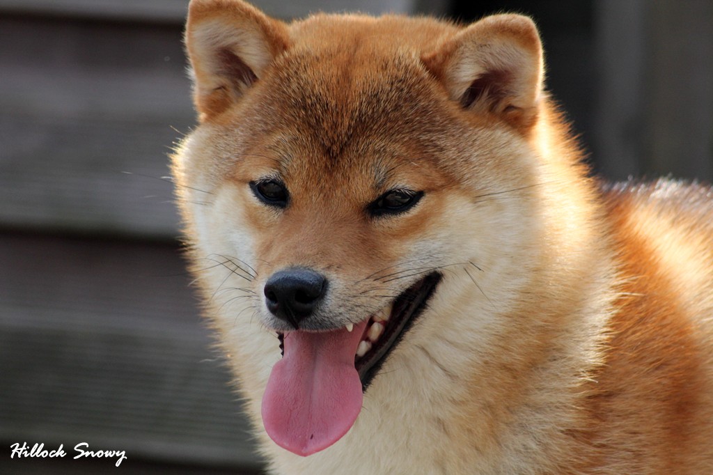 shiba Ôkami
