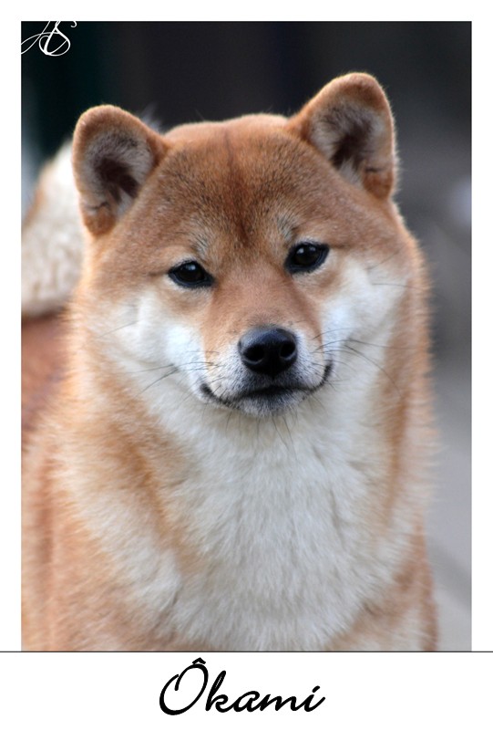 Shiba Ôkami