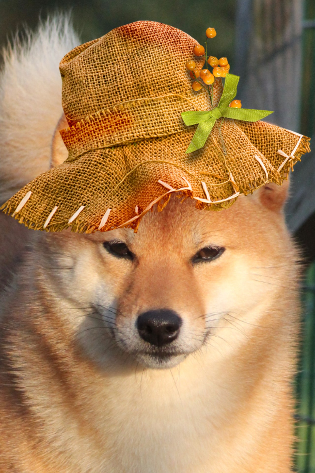 shiba Ôkami