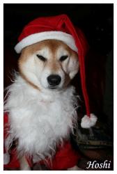shiba-de-noel Hoshi
