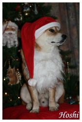 shiba-de-noel Hoshi