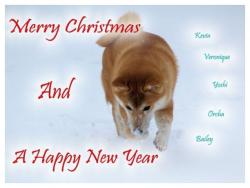 shiba-de-noel yoshi