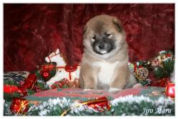 shiba-de-noel Jiro maru