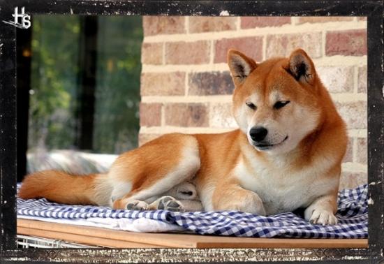 Shiba inu Hoshi élevage Belgique