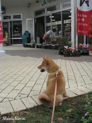 shiba shin